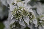 Whiteleaf mountainmint